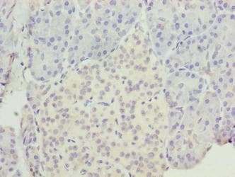 EGFL6 Antibody