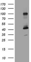 MAGEA9 Antibody (clone OTI1A11)