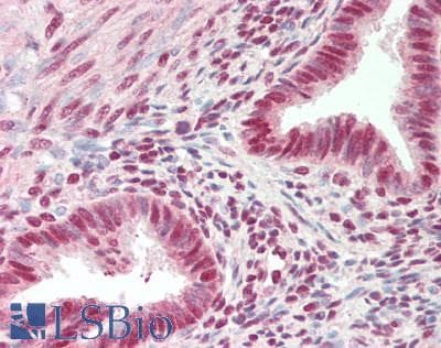 IHC-plus™ SRRT / ARS2 Antibody