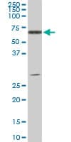 Monoclonal Mouse anti-Human ATP6AP1 Antibody (clone 3A2, WB)