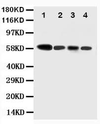 CASP10 / Caspase 10 Antibody (aa220-236)