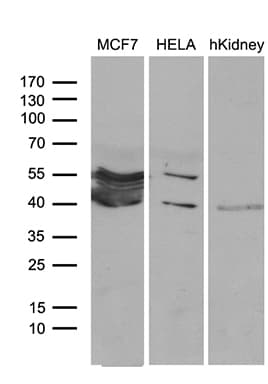 WDR92 Antibody (clone OTI4B5, Carrier-free)