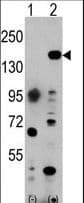 EHMT1 Antibody (aa1145-1174)