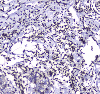 GFI1 Antibody