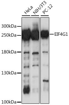 EIF4G1 / EIF4G Antibody