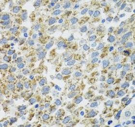 TXN2 / Thioredoxin 2 Antibody