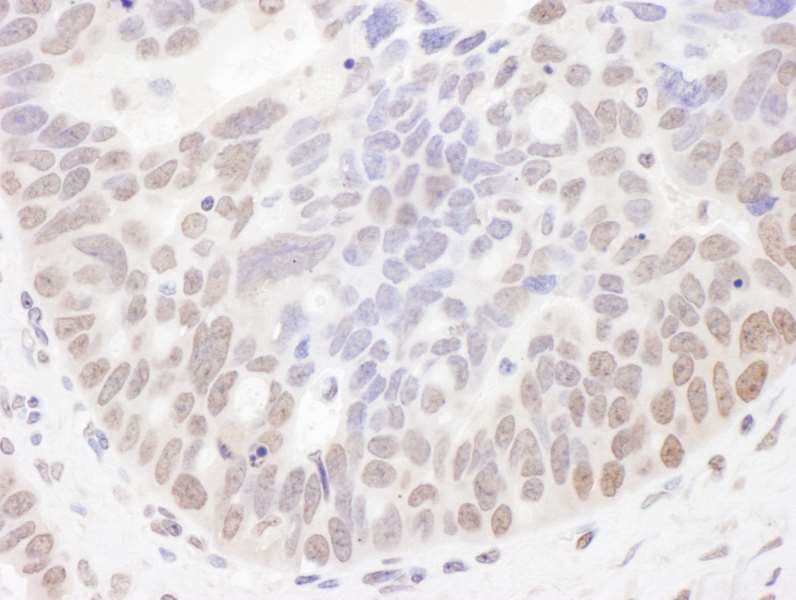 NOC2L Antibody (aa699-749)