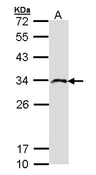IMPA2 Antibody (aa4-272)