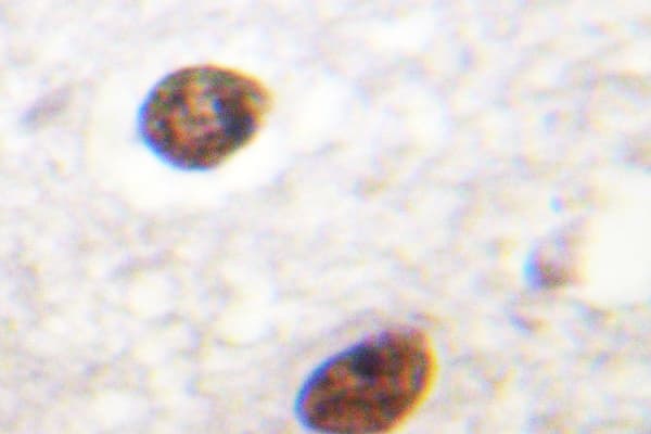 Histone H3.3 Antibody (Lys27)
