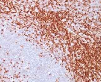 SPN / CD43 Antibody (clone SPN/839, Ready-to-Use)