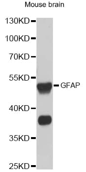 GFAP Antibody