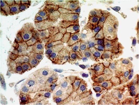 TLR9 Antibody (Azide-free)