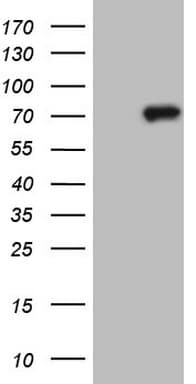 CLINT1 Antibody (aa1-290, clone OTI8C1, Carrier-free)
