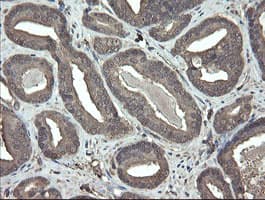 PHF7 Antibody (clone OTI1G9)