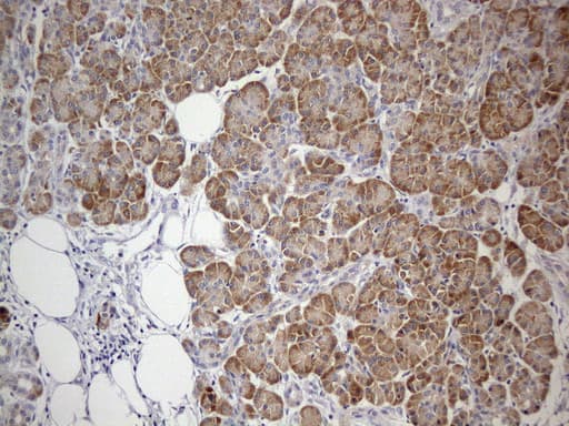 GEMIN8 Antibody (clone UMAB185, Carrier-free)