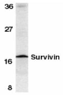 BIRC5 / Survivin Antibody