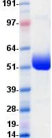 Human PDCD1 / CD279 / PD-1 Protein (Recombinant Fc, C-terminus)