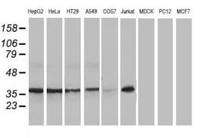 NHEJ1 / XLF Antibody (clone OTI3D6)