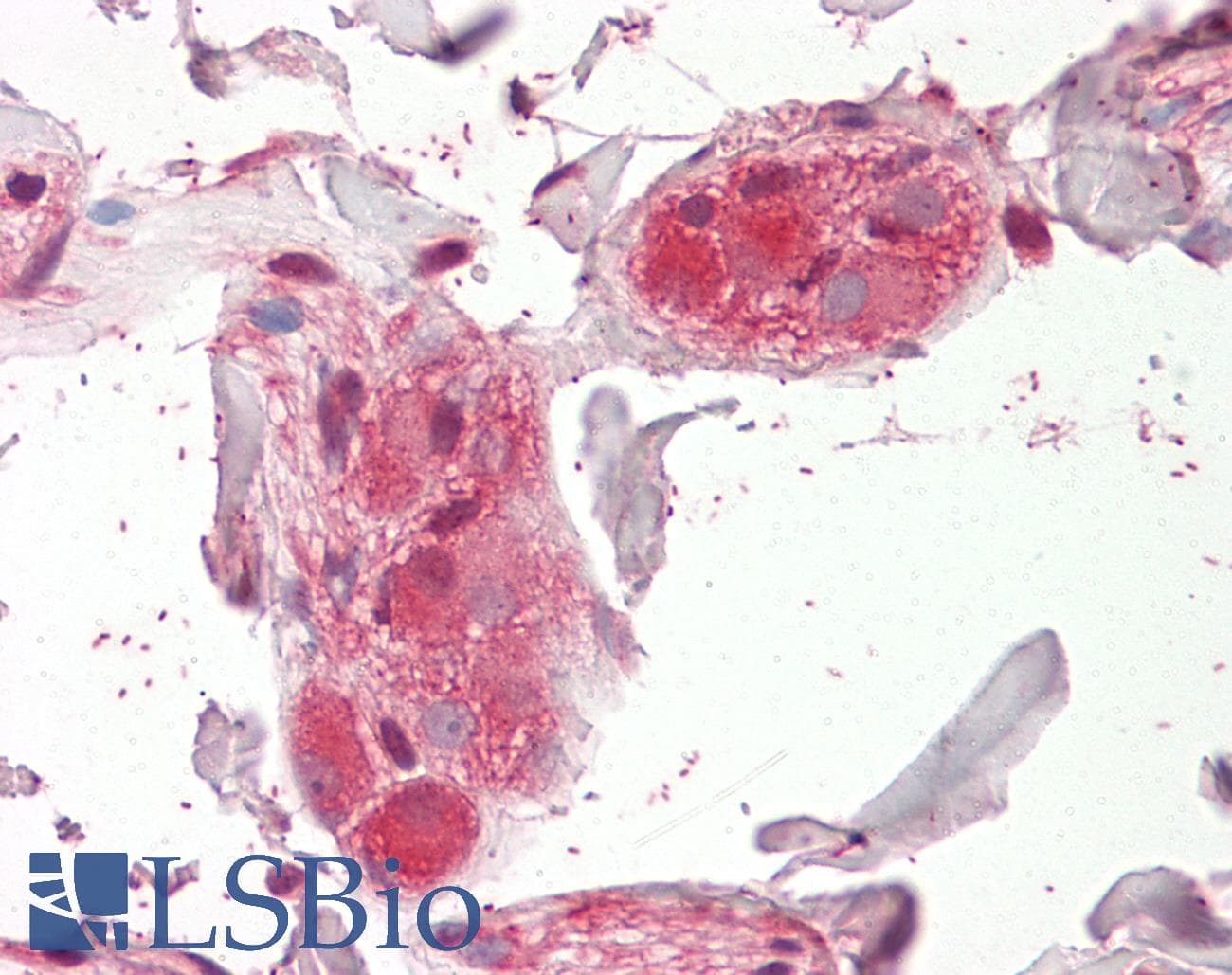 IHC-plus™ CHRNA5 Antibody (aa369-380)