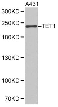 LCX / TET1 Antibody