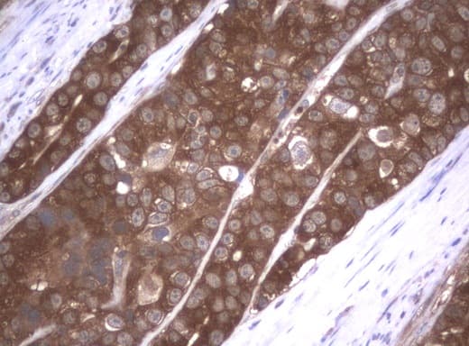 VBP1 Antibody (clone UMAB75)