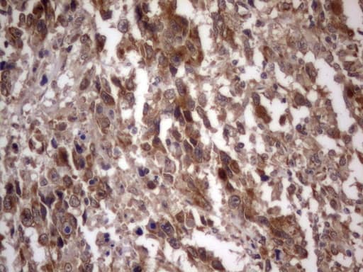 IGSF11 / VSIG3 Antibody (aa23-241, clone OTI1B9)