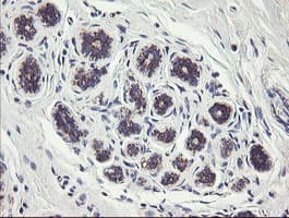 Monoclonal Mouse anti-Human C1orf151 Antibody (clone 4H7, Carrier-free, IHC, WB)