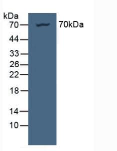NUP85 / Pericentrin 1 Antibody (aa130-368, APC)