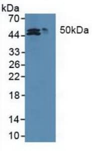 MAT2A Antibody (aa176-395, Biotin)