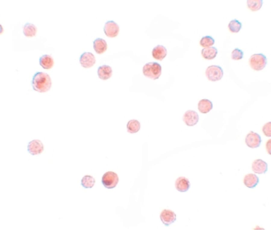 IHC-plus™ QIP1 / KPNA4 Antibody