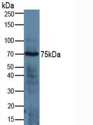 ADAM17 / TACE Antibody (aa226-473, PE)