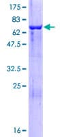Human CYTH3 / GRP1 Protein (Recombinant GST)