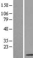 SNRPF Protein (Over-Expression Lysate Myc-DDK (Flag))