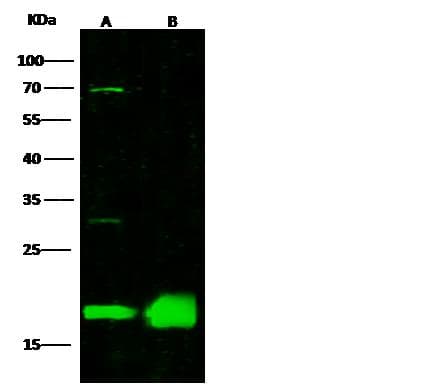 Polyclonal Rabbit anti-Human MZB1 Antibody (Preservative Free, IHC, WB)