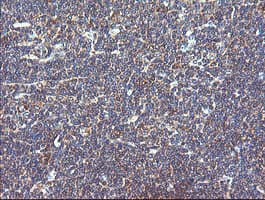 VBP1 Antibody (clone OTI2F2)