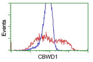 CBWD1 Antibody (clone OTI4D4)