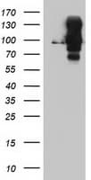 DPP9 Antibody (clone 2.00E+03, Carrier-free)