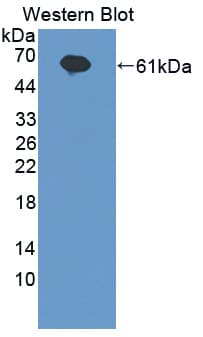 IL20RA Antibody (aa269-545, PE)