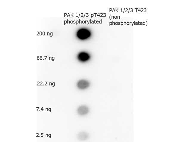 PAK1 + PAK2 + PAK3 Antibody (phospho-Thr423)