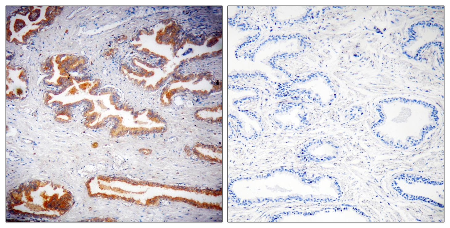 NUTF2 / PP15 Antibody
