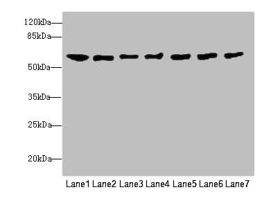 CHRNA9 Antibody