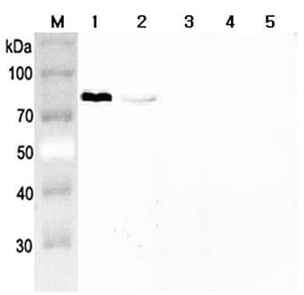 GRN / Granulin Antibody