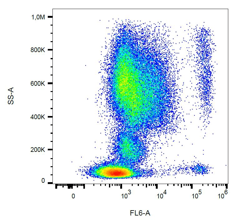 CCR3 Antibody (clone 5E8)