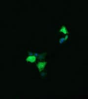 LYZ / Lysozyme Antibody (clone OTI1D8)