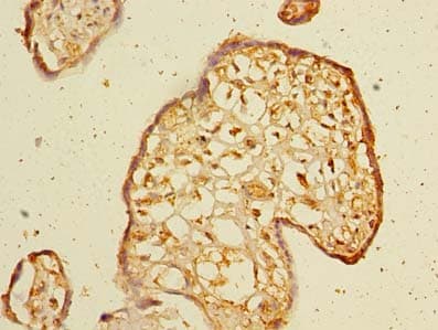 WDR88 Antibody