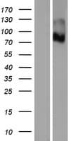 PTCHD3 Protein (Over-Expression Lysate Myc-DDK (Flag))