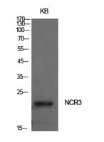 NKP30 Antibody