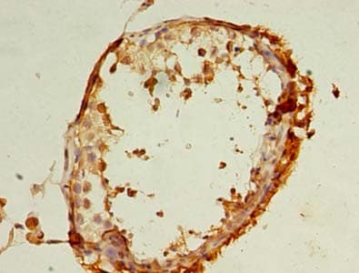 REEP4 Antibody
