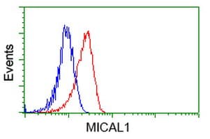MICAL1 / MICAL Antibody (clone OTI4A1)