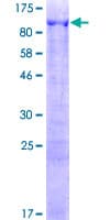 Human ANKMY1 Protein (Recombinant GST)